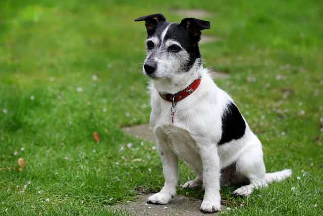 Jack Russell Full Grown Size: 9 Factors Affecting Size & Tips - Pet