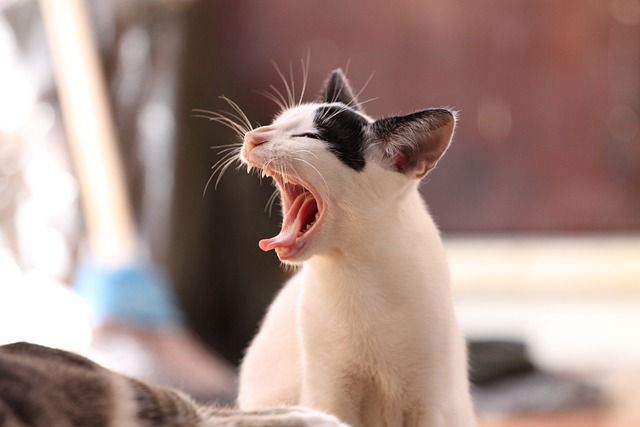 10 Potential Reasons For Female Cat Yowling At Night Tips Pet 