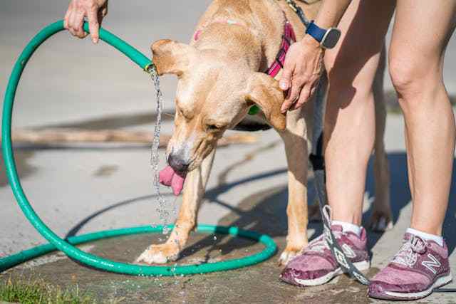 dog-not-eating-but-drinking-water-and-vomiting-10-reasons-care-pet