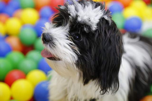 Sounds That Will Make Your Dog Tilt Their Head 10 Types Of Sounds To Make Your Dog Tilt Their Head And Training Tips