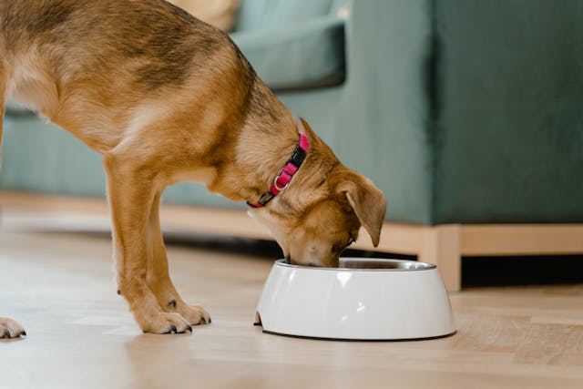 Are Raisins Safe For Dogs photo
