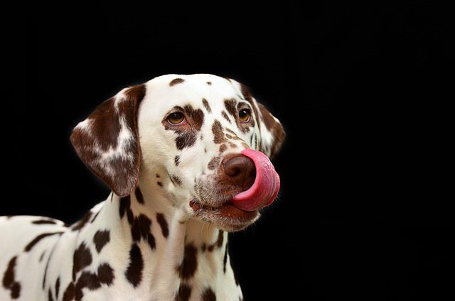 Why Does My Dog Lick Air? Understanding This Quirky Behavior - Pet