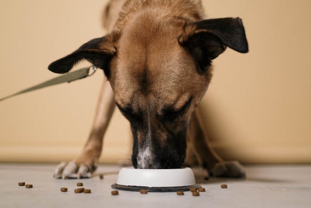 Picture of Why My Dog Won’t Eat Dry Food: Understanding Your Pup's Preferences ...