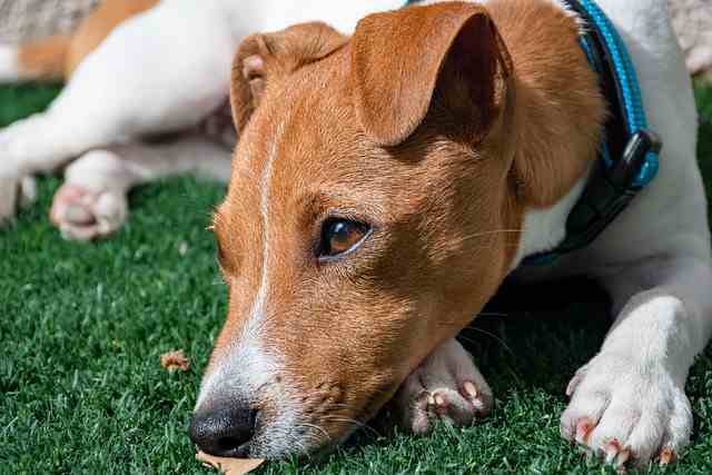 My Puppy Has A Runny Nose: Causes, Symptoms, And Solutions - Pet ...